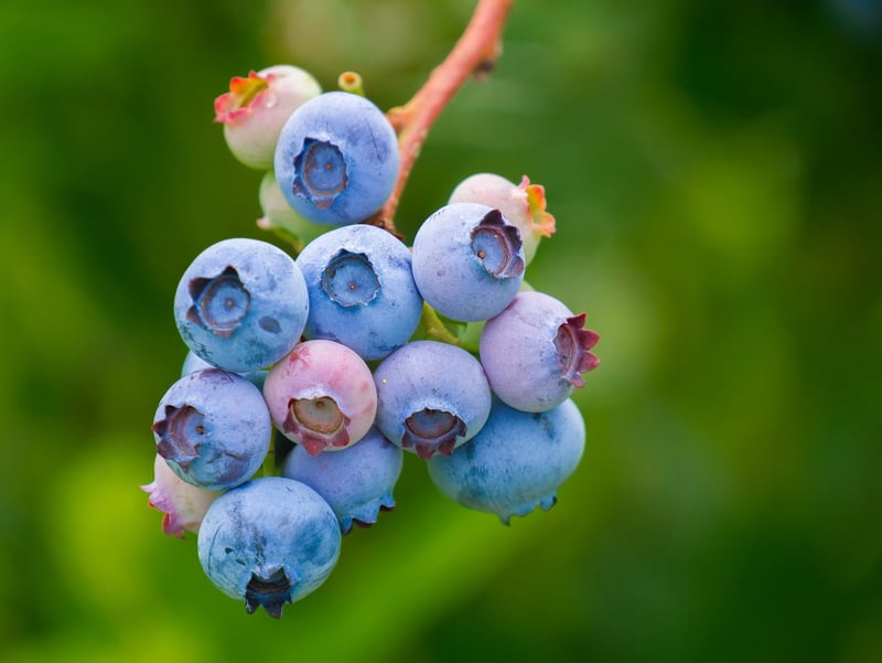 Berries